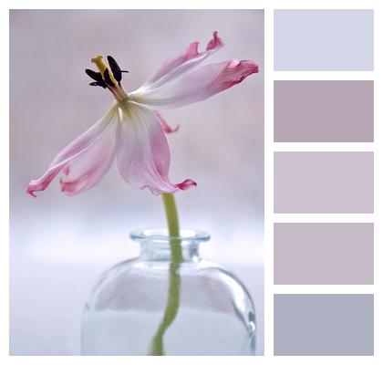 Flower Still Life Plant Image